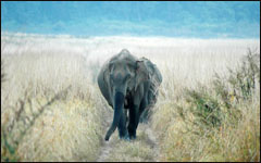 Bandipur National Park