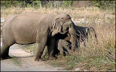 Corbett wildlife safari