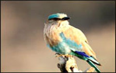 bharatpur-bird-sanctuary