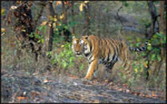 Ranthambore National Park