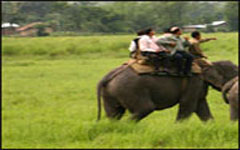 ranthambhore