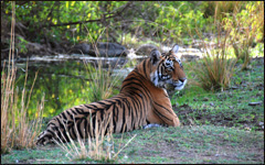 Tiger in Ranathambore