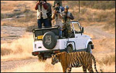 wildlife safari in rajasthan